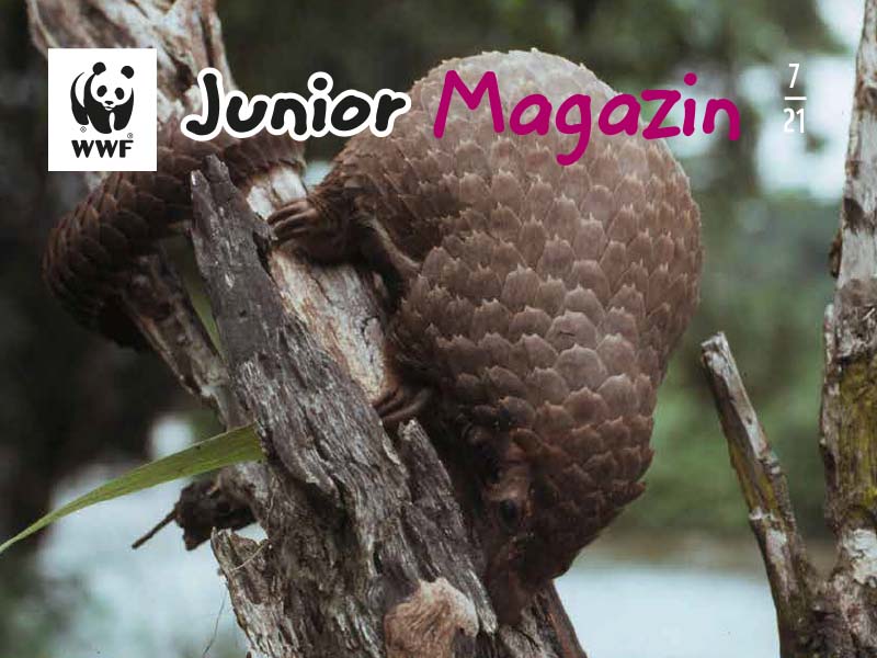 WWF Junior & Junior Mini Magazin