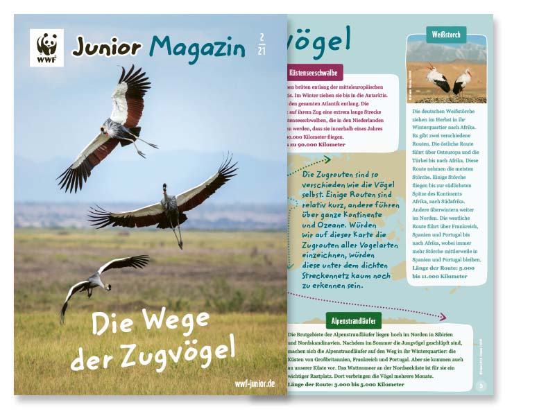 Junior Magazin Zugvögel 2021