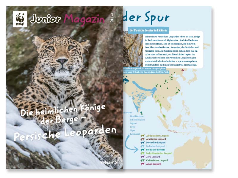 Junior Magazin Persischer Leopard 2021